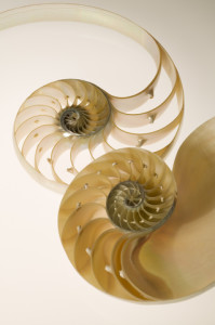 NautilusShell