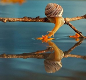 Earth Snails Mirror Water